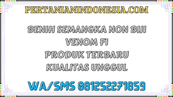 Benih Semangka Non Biji Venom F1 Produk Terbaru Kualitas Unggul